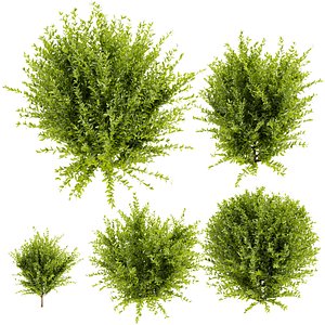 Collection plant vol 547 - wikstroemia - bush - leaf model