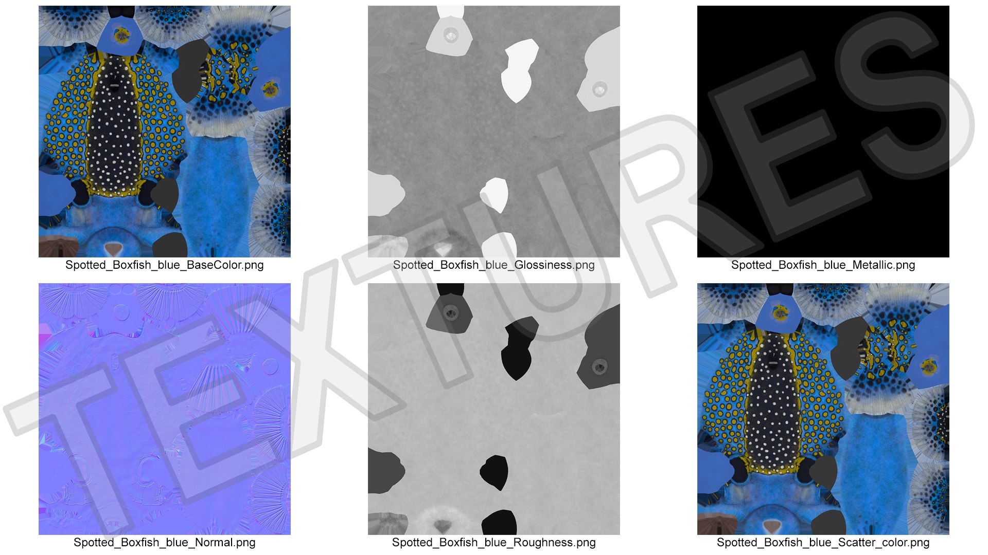 Blue Spotted Boxfish model https://p.turbosquid.com/ts-thumb/u2/7UoHet/3n/blue_spotted_boxfish_019/jpg/1731556843/1920x1080/fit_q87/58316c1e30787782912cfa0bc7fd9b9eb0945564/blue_spotted_boxfish_019.jpg