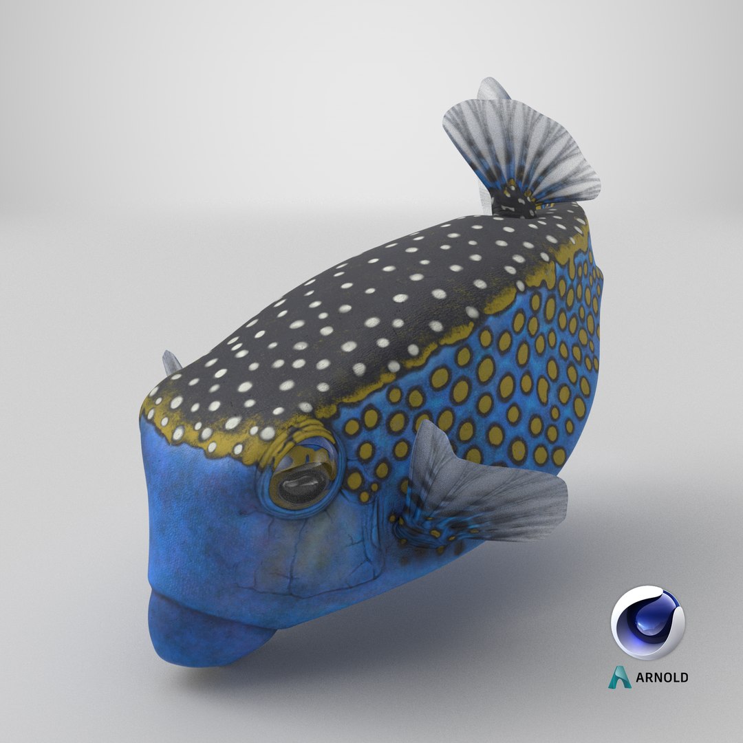 Blue Spotted Boxfish model https://p.turbosquid.com/ts-thumb/u2/7UoHet/CN/stemcell_cinema_4d_arnold_render/png/1748600479/1920x1080/fit_q87/337f0f2438d2e3c202435cfa396b88b70016b199/stemcell_cinema_4d_arnold_render.jpg
