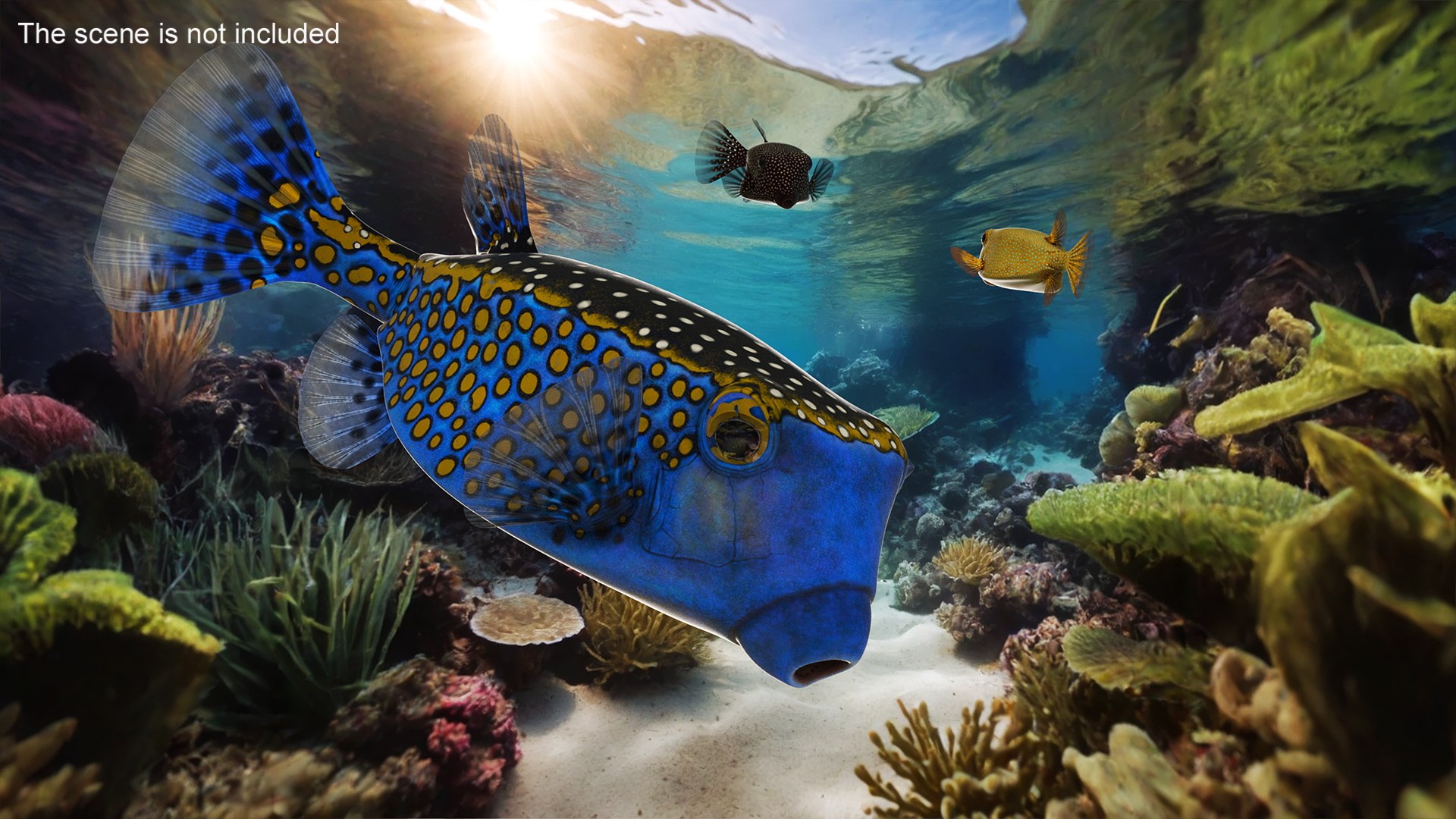 Blue Spotted Boxfish model https://p.turbosquid.com/ts-thumb/u2/7UoHet/W9/blue_spotted_boxfish_004/jpg/1731556769/1920x1080/fit_q87/f7fdb0dcc8ffb206a789df9ff1a6ee8bdb2b9f06/blue_spotted_boxfish_004.jpg