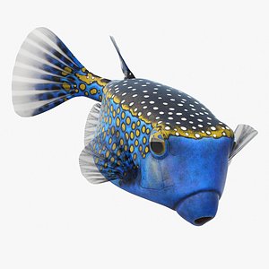 Blue Spotted Boxfish