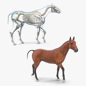 horse skeleton rigged 3D model