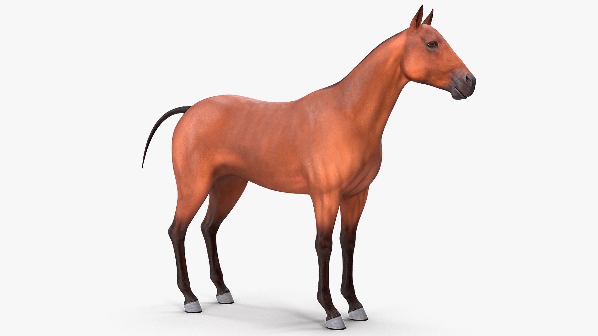 Horse and Skeleton Rigged Collection for Maya 3D model preview