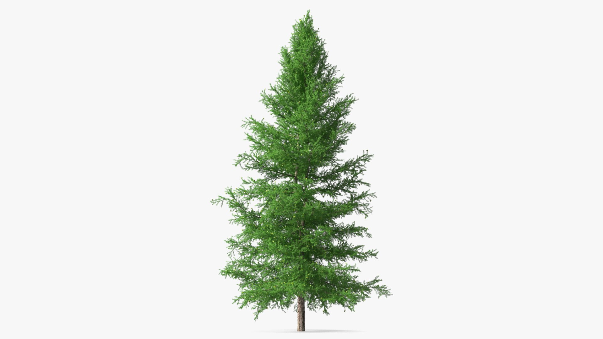 Green Japanese Larch Tree with Cones 3D model preview