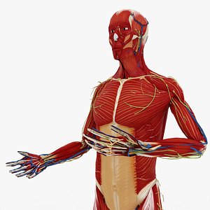 3D RIGGED CHARACTER MALE HUMAN REFERENCE BODY INTERNAL ORGANS
