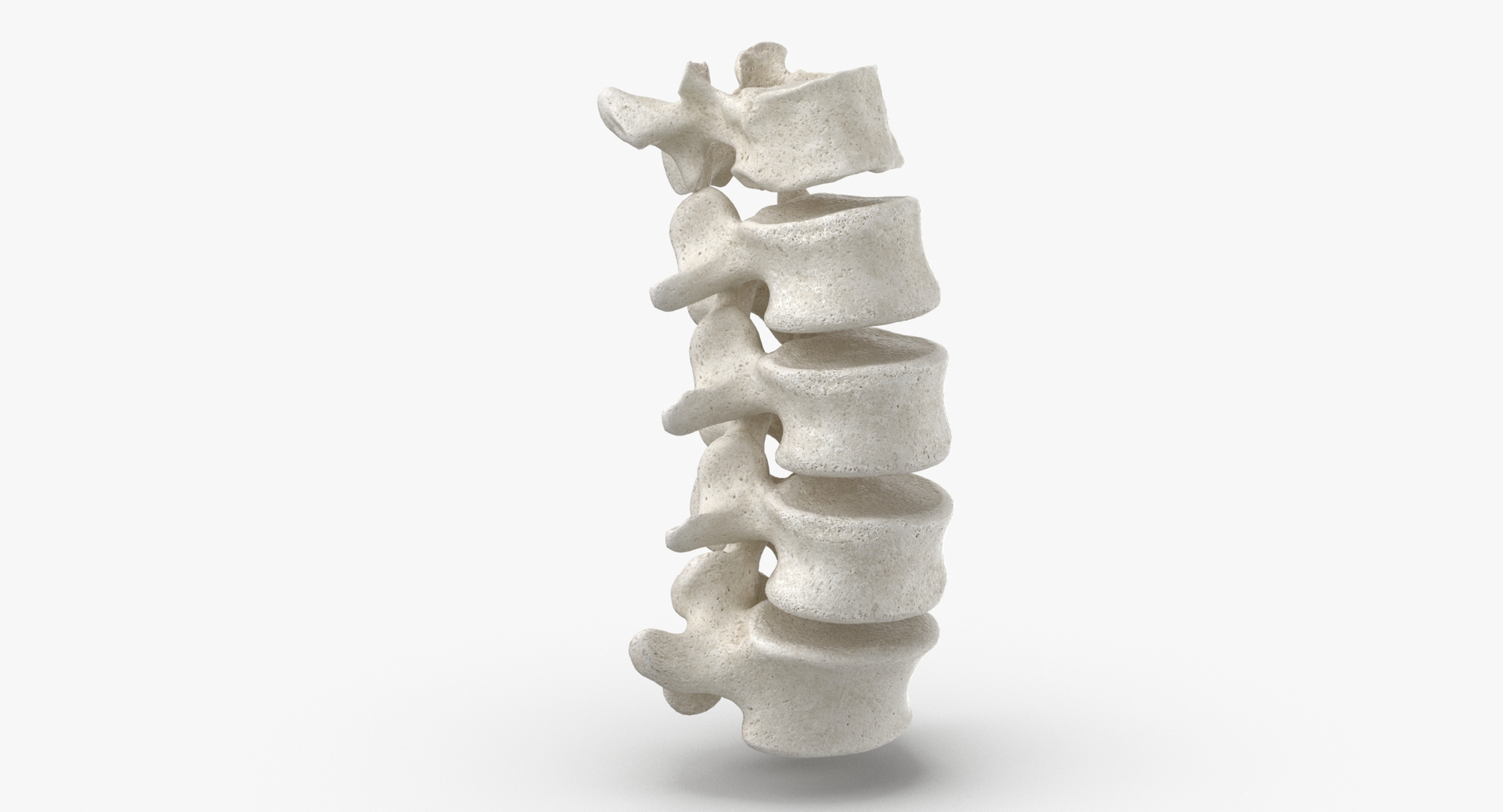 3D Human Lumbar Vertebrae L1 To L5 Bones White Collection 01 - 2 Models ...