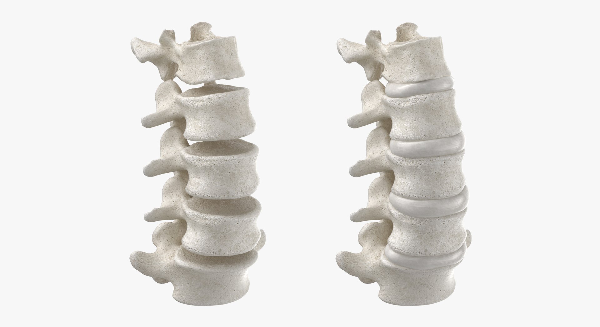 3D Human Lumbar Vertebrae L1 To L5 Bones White Collection 01 - 2 Models ...