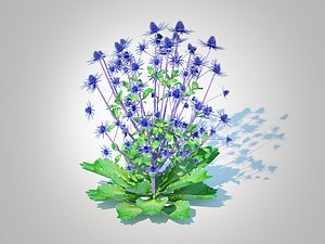 3D Eryngium planum - Sea Holly
