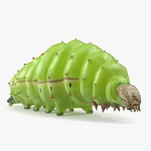 3D Silkworm Green model