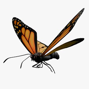 Butterfly insect 3D Model Rigged Animated