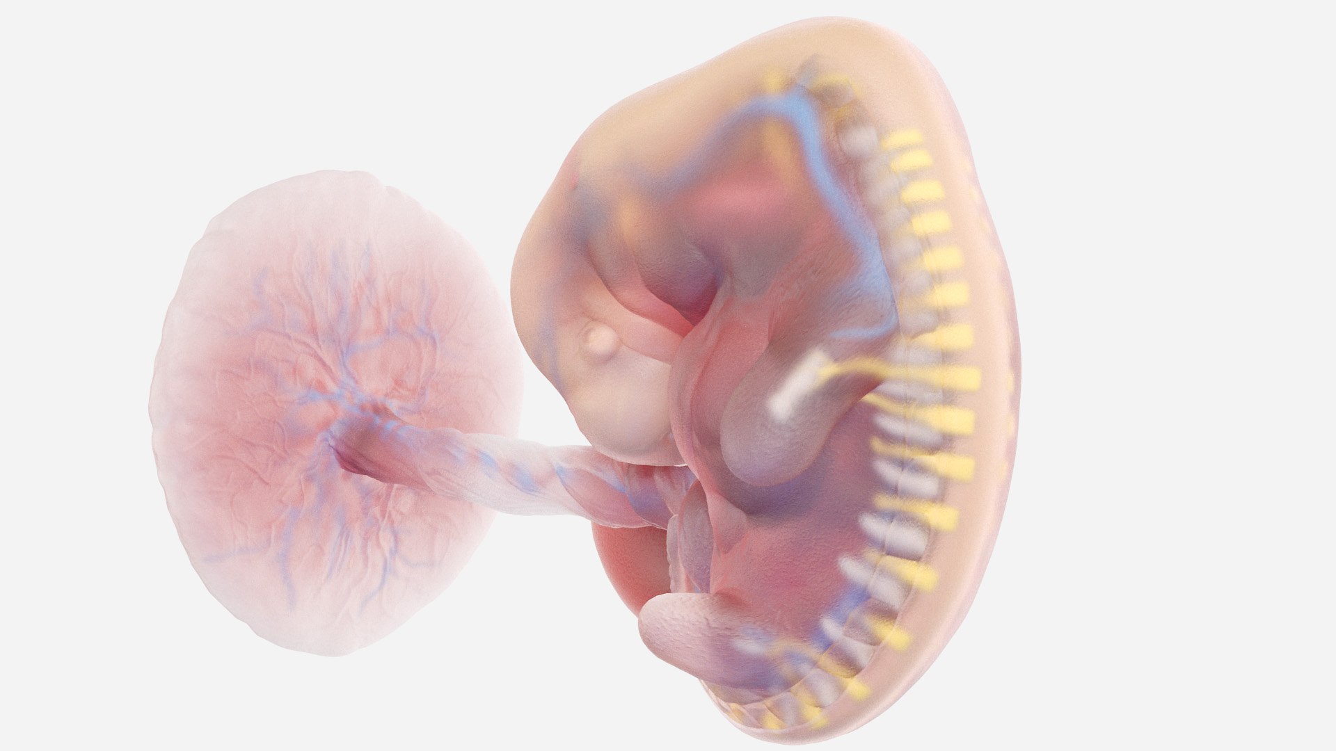 3D Fetus Anatomy Week 6 Model - TurboSquid 1822785