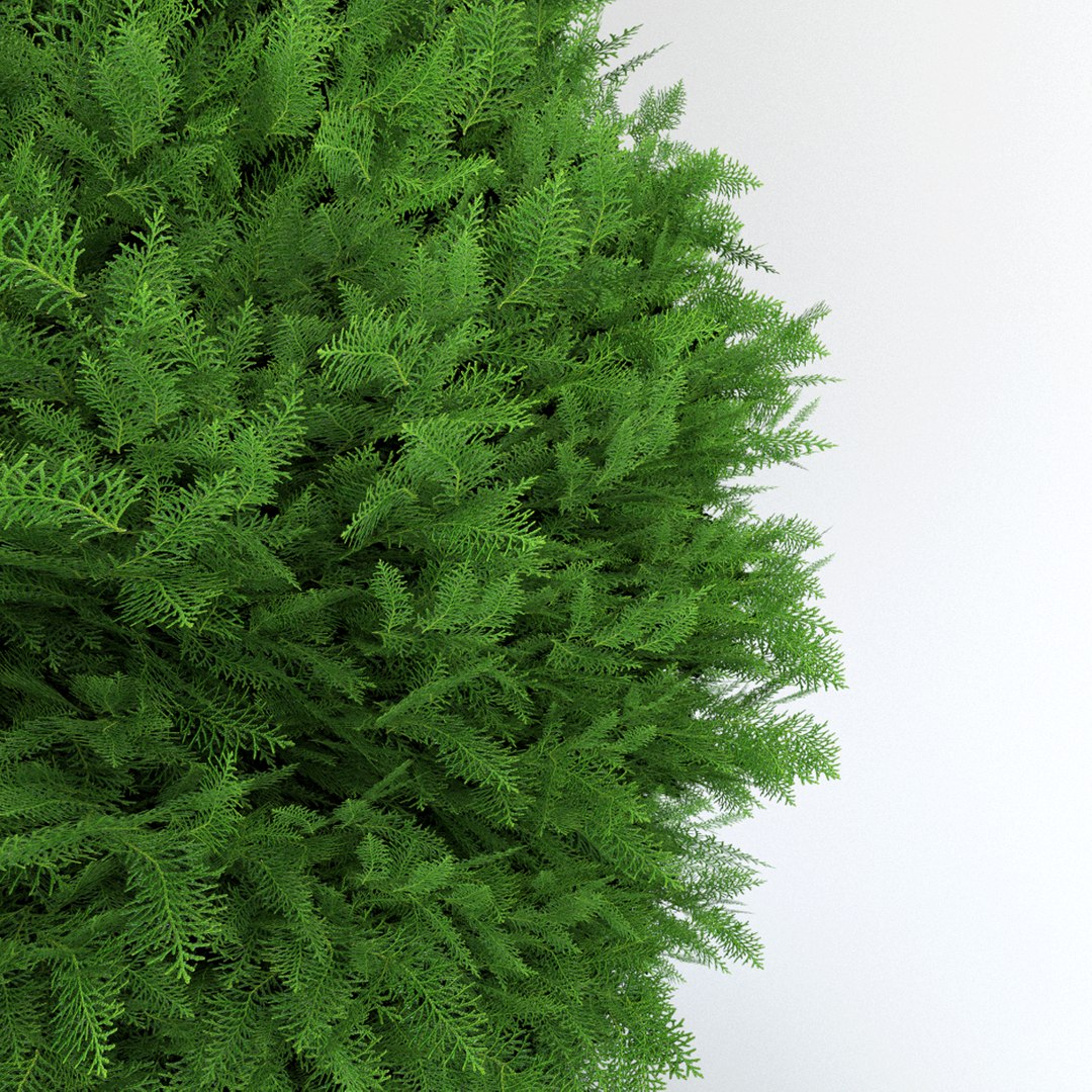 thuja occidentalis danica obj https://p.turbosquid.com/ts-thumb/u3/1pf0rZ/D1BoS9Jn/thujarender3/png/1453136187/1920x1080/fit_q87/68f7c39168eadf23bdbb1ae57f44137ed957ff43/thujarender3.jpg
