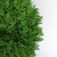 金钟柏occidentalis danica