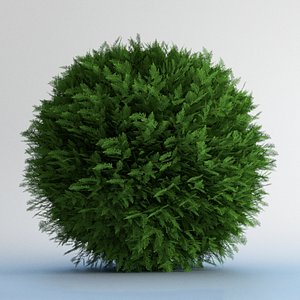 thuja occidentalis danica obj