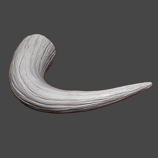 Bull Horn Highpoly Sculpt 3D model