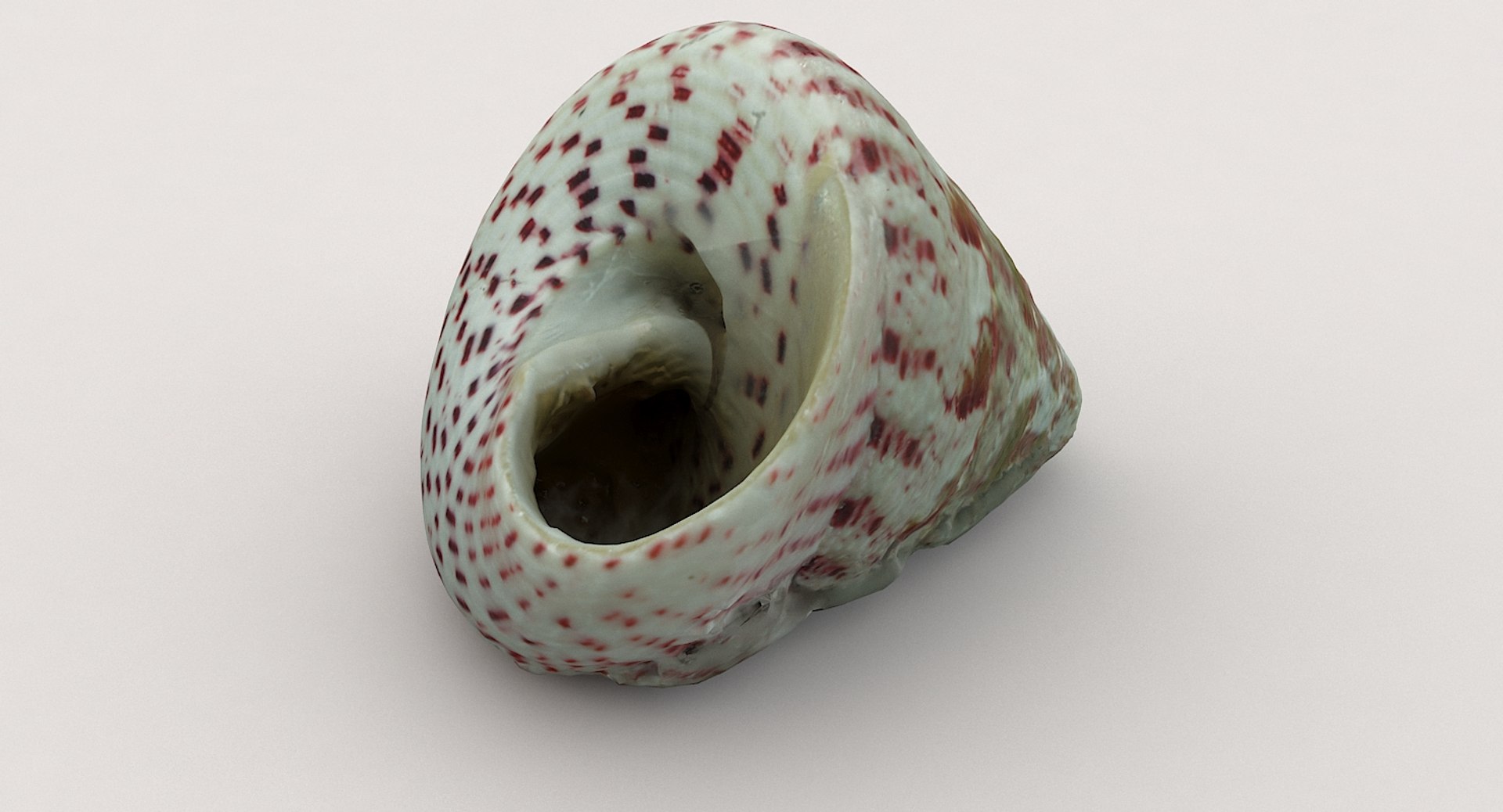 3D sea shell https://p.turbosquid.com/ts-thumb/u3/EhsqxV/H93IAi12/shell02_09/jpg/1552308886/1920x1080/fit_q87/d0cdcb645cb11e932070c700b966448a08ed65fe/shell02_09.jpg