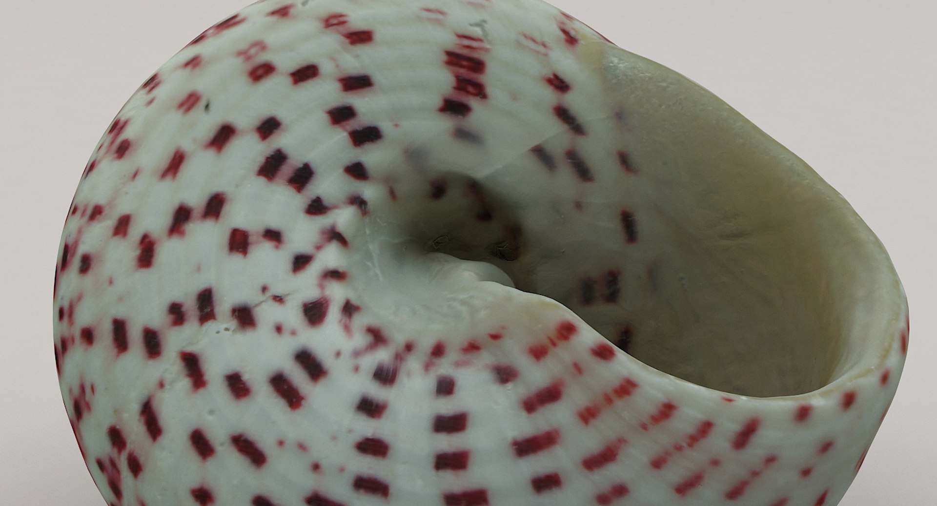 3D sea shell https://p.turbosquid.com/ts-thumb/u3/EhsqxV/laeGI1cu/shell02_11/jpg/1552308886/1920x1080/fit_q87/b20b4619804a07eef7ecbbd9a0145e0c9b24c318/shell02_11.jpg