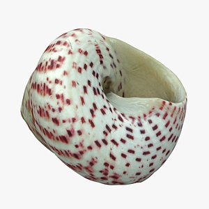 Shell 02