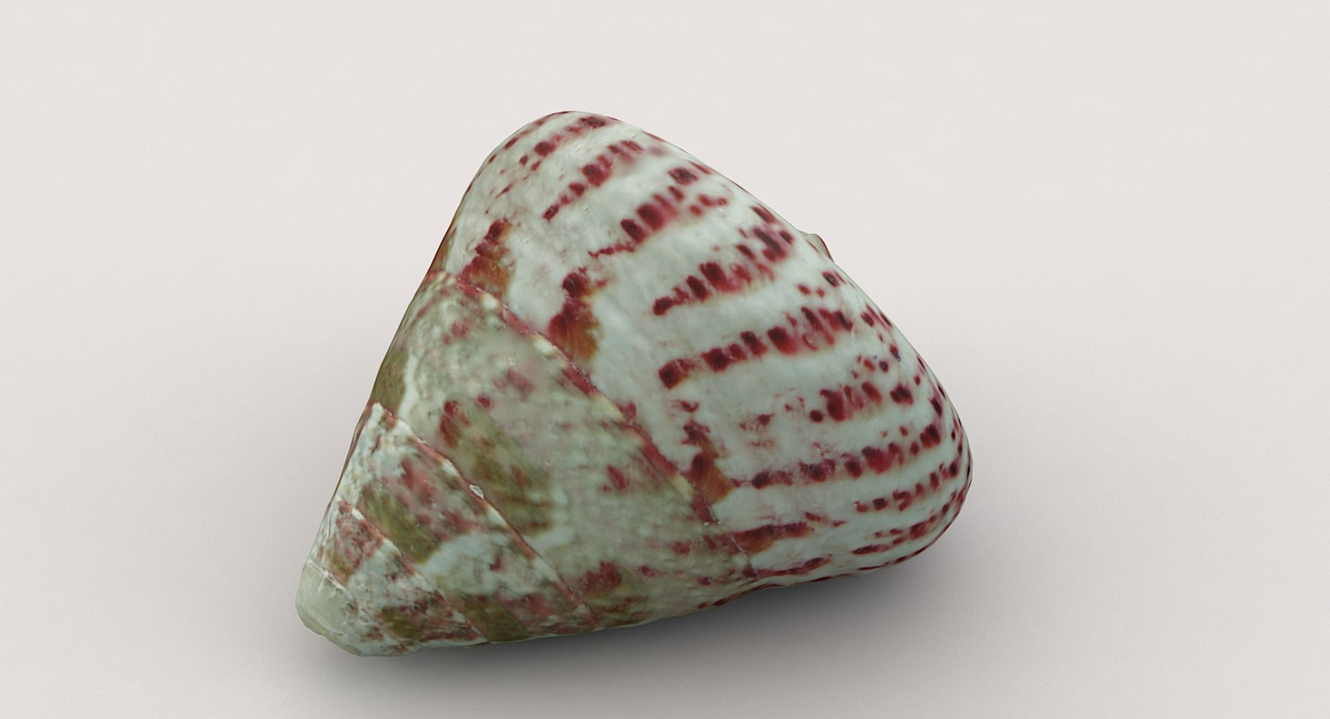 3D sea shell https://p.turbosquid.com/ts-thumb/u3/EhsqxV/xVhM6WsO/shell02_05/jpg/1552308886/1920x1080/fit_q87/cd76256cefb92bfd260ee7c498f5dfdb716a6a84/shell02_05.jpg