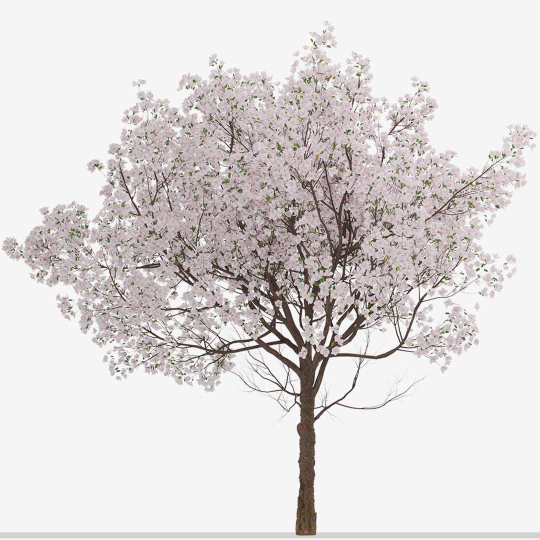 3D Set Of Yoshino Cherry Or Prunus Yedoensis Trees 2 Trees 