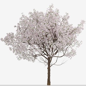 3D Set of Yoshino Cherry or Prunus yedoensis Trees - 2 Trees