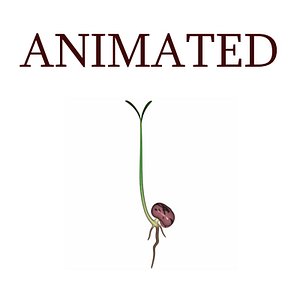 seed animation