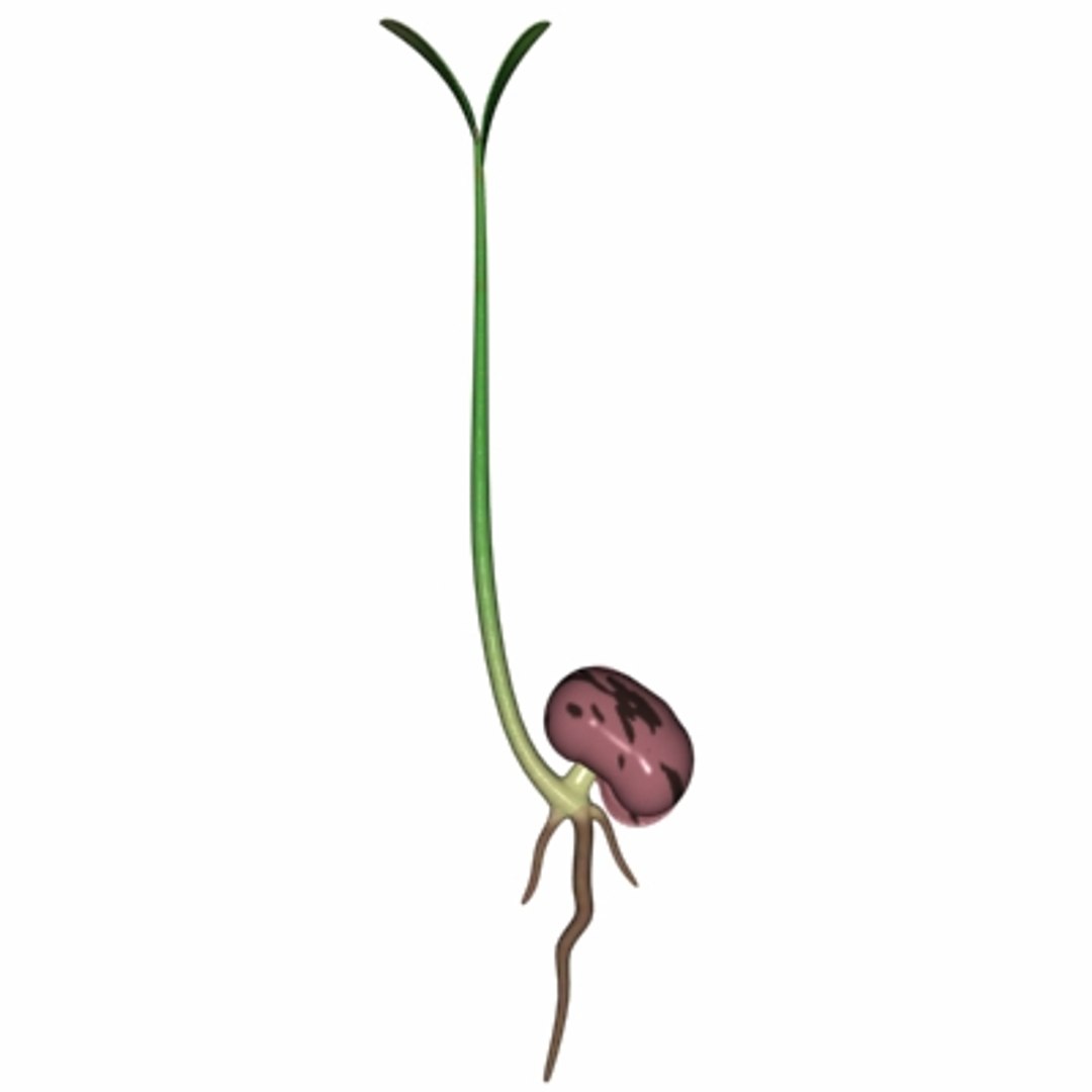 Growing Seed Animation 3d Model