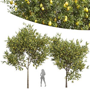 New Plant High detail Citrus Meyer Lemon Orange model