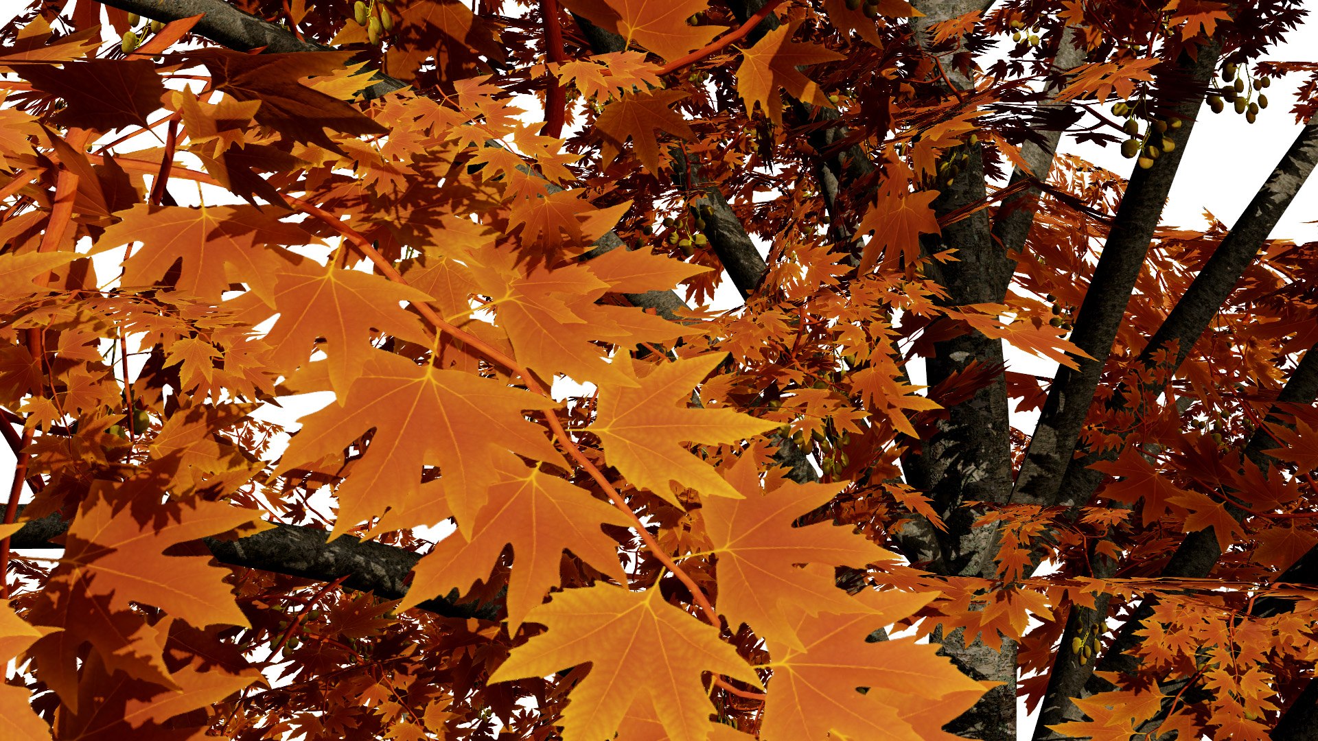 Acer pseudoplatanus 3D model https://p.turbosquid.com/ts-thumb/u3/SWNdPq/0l/britishsycamoreacerpseudoplatanussecondvariation5l/jpg/1759511380/1920x1080/fit_q87/55e0fff26440485b5ea87b23065830e2b4871a5d/britishsycamoreacerpseudoplatanussecondvariation5l.jpg