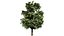 Acer pseudoplatanus