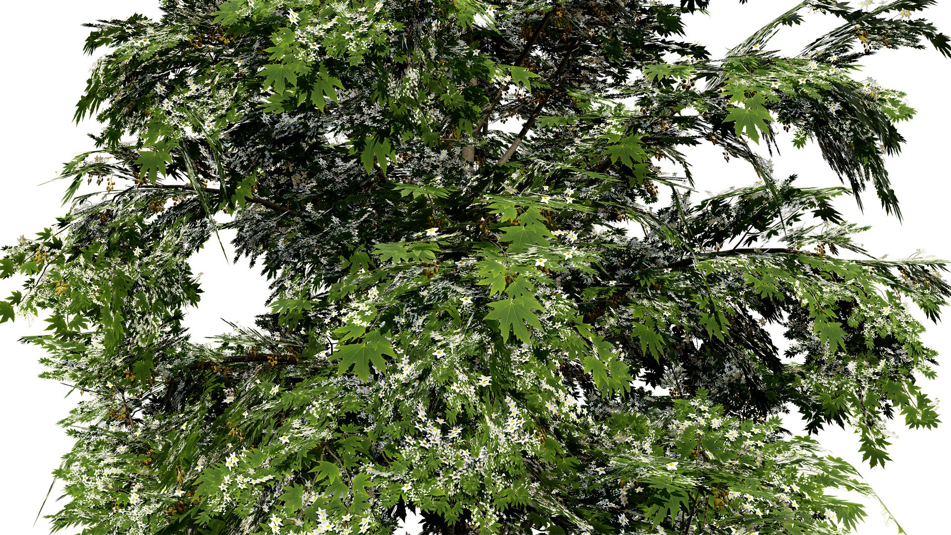 Acer pseudoplatanus 3D model https://p.turbosquid.com/ts-thumb/u3/SWNdPq/3d/britishsycamoreacerpseudoplatanusfirstvariationz54l/jpg/1759511367/1920x1080/fit_q87/e0f0836e55589a306ef42dba52bb281f92dc5857/britishsycamoreacerpseudoplatanusfirstvariationz54l.jpg