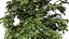 Acer pseudoplatanus