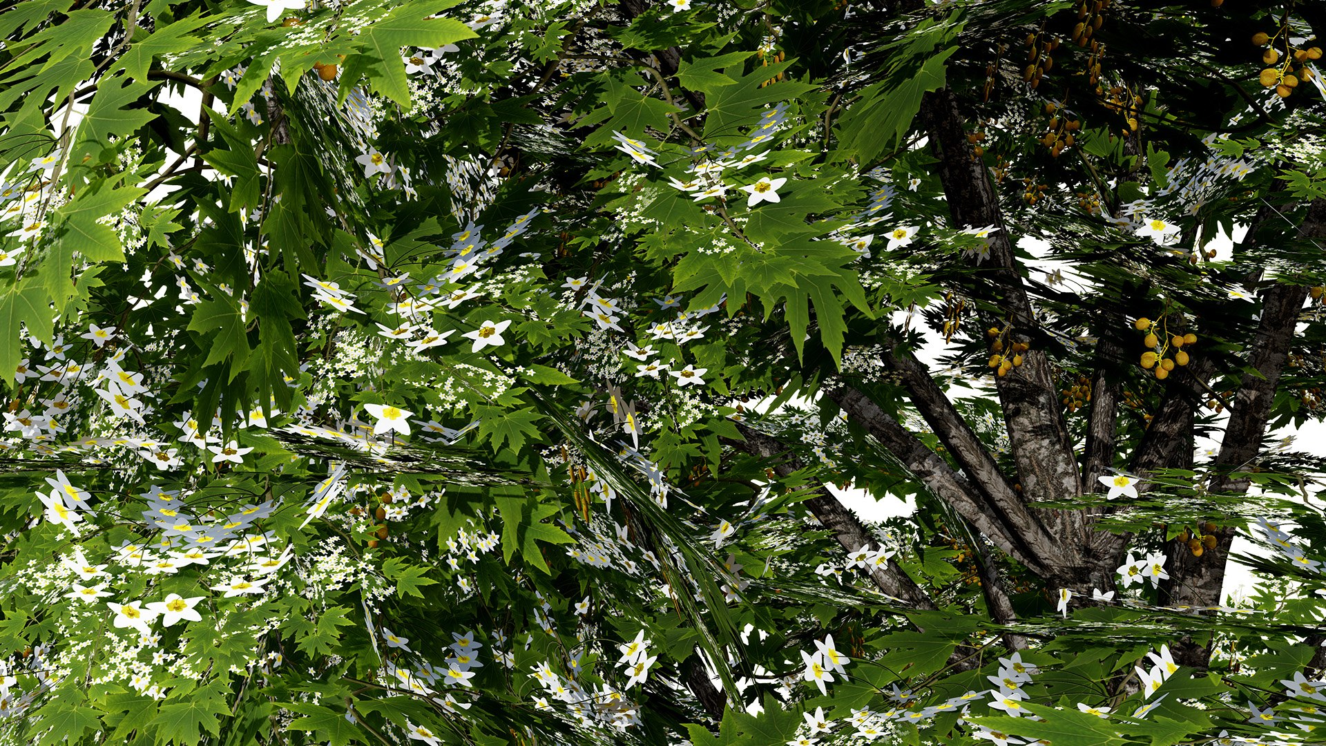 Acer pseudoplatanus 3D model https://p.turbosquid.com/ts-thumb/u3/SWNdPq/Zx/britishsycamoreacerpseudoplatanusthirdvariationz21l/jpg/1759511381/1920x1080/fit_q87/3b0677f77b050034a579c1b3fba8343d4d501415/britishsycamoreacerpseudoplatanusthirdvariationz21l.jpg