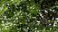 Acer pseudoplatanus