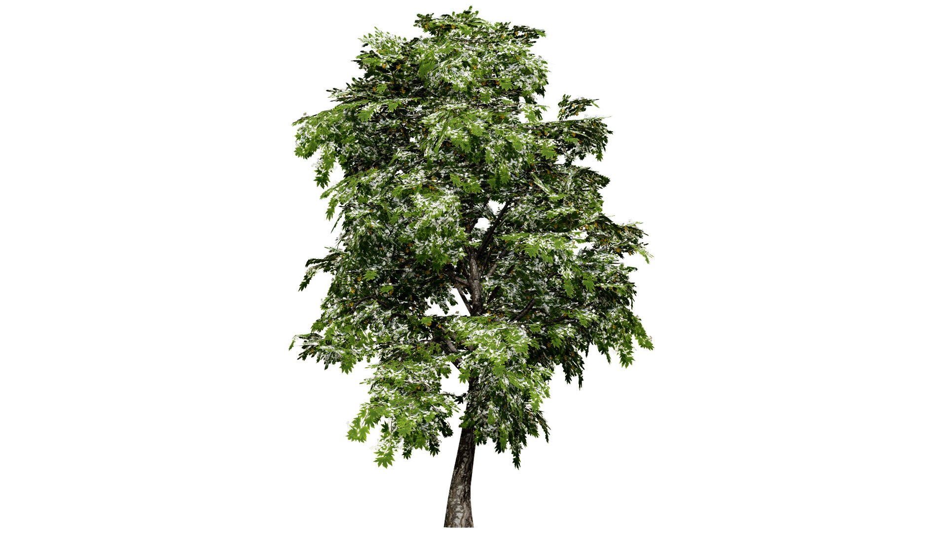 Acer pseudoplatanus 3D model https://p.turbosquid.com/ts-thumb/u3/SWNdPq/bu/britishsycamoreacerpseudoplatanusthirdvariationl/jpg/1759511373/1920x1080/fit_q87/f8096995eb8294ccb763c54497ba6c686d69c592/britishsycamoreacerpseudoplatanusthirdvariationl.jpg