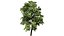 Acer pseudoplatanus