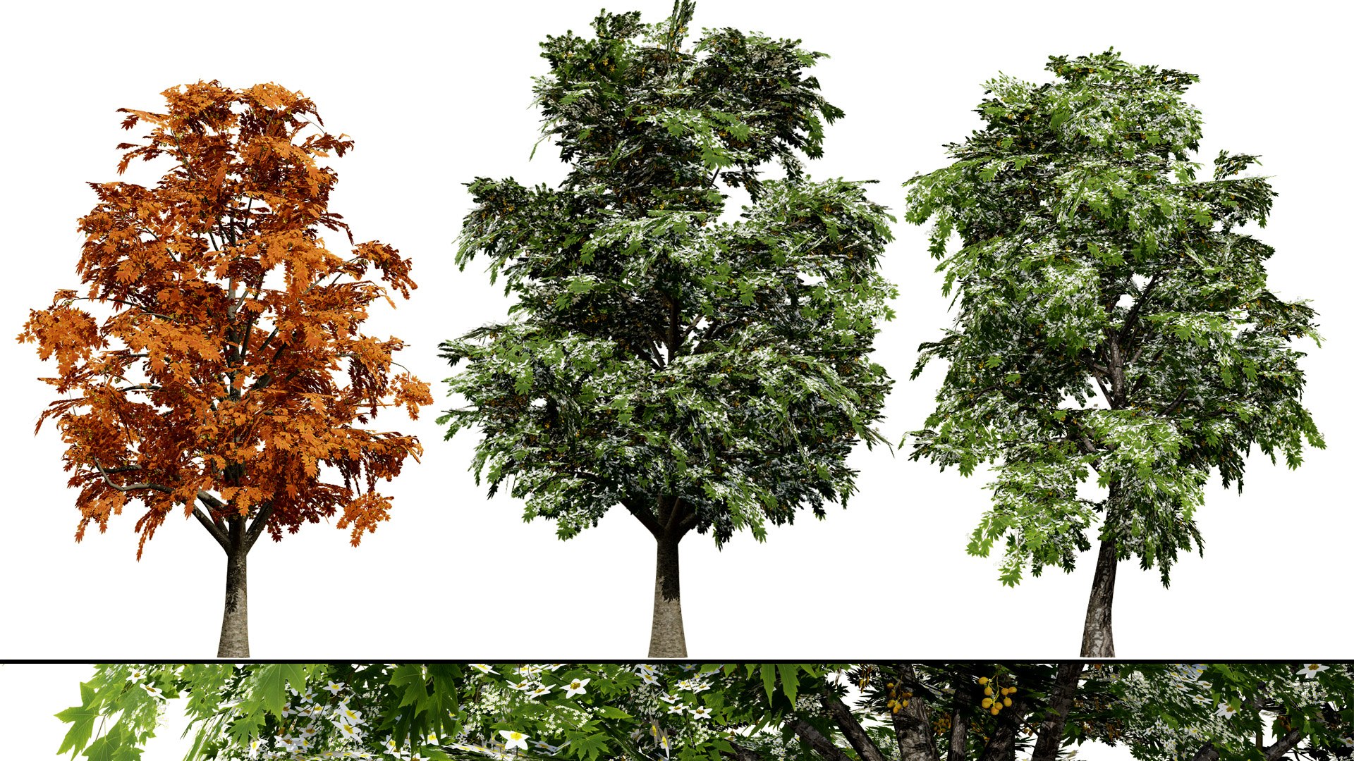 Acer pseudoplatanus 3D model https://p.turbosquid.com/ts-thumb/u3/SWNdPq/sT/zartcoverbritishsycamoreacerpseudoplatanusfirstvariation/jpg/1759511391/1920x1080/fit_q87/8fee5318823a197c15b5dd121a144b655d9722fb/zartcoverbritishsycamoreacerpseudoplatanusfirstvariation.jpg