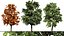 Acer pseudoplatanus