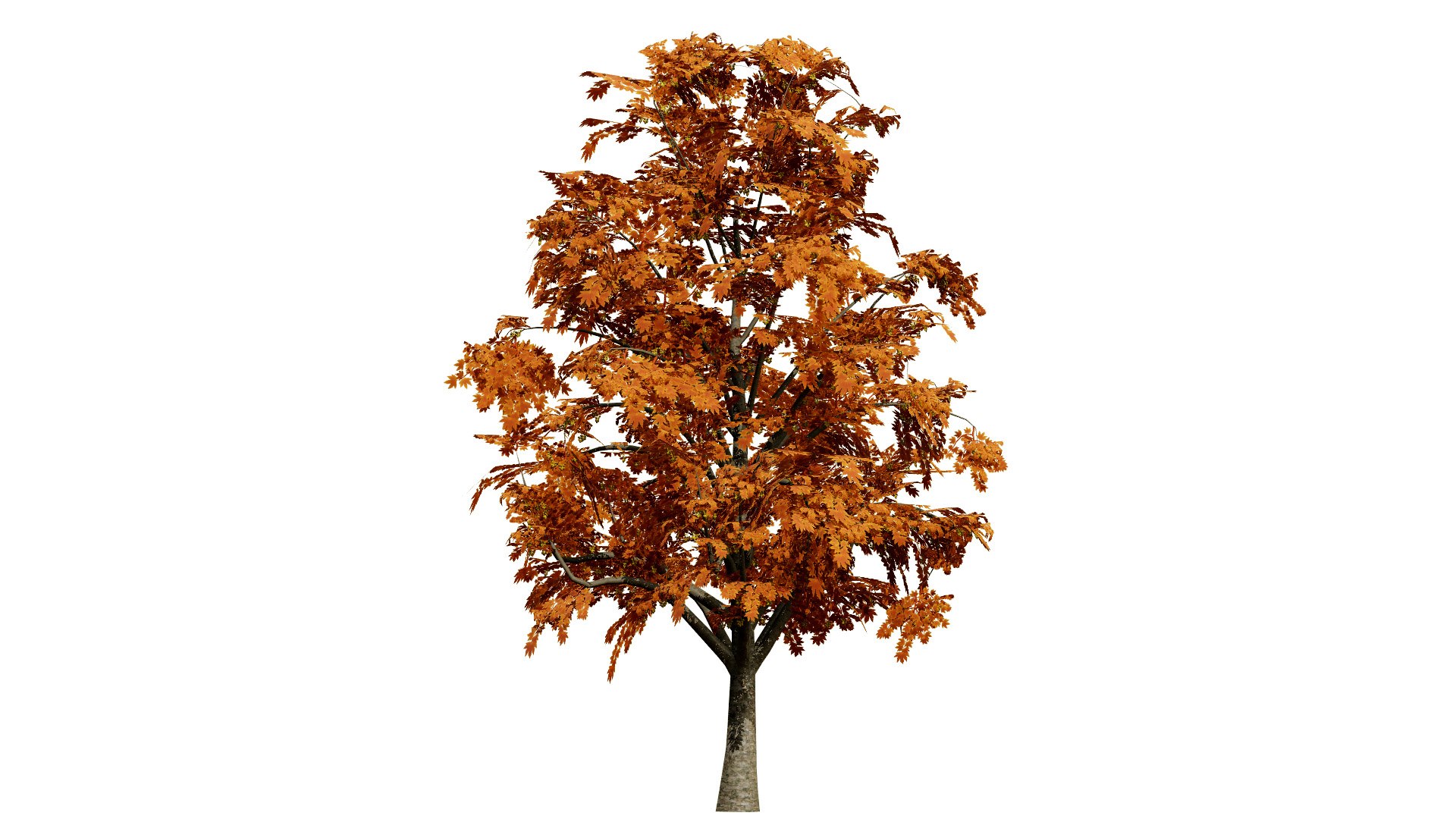 Acer pseudoplatanus 3D model https://p.turbosquid.com/ts-thumb/u3/SWNdPq/w4/britishsycamoreacerpseudoplatanussecondvariationl/jpg/1759511370/1920x1080/fit_q87/8da211c15e84790eb229bb3a9aed009421962569/britishsycamoreacerpseudoplatanussecondvariationl.jpg