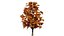 Acer pseudoplatanus