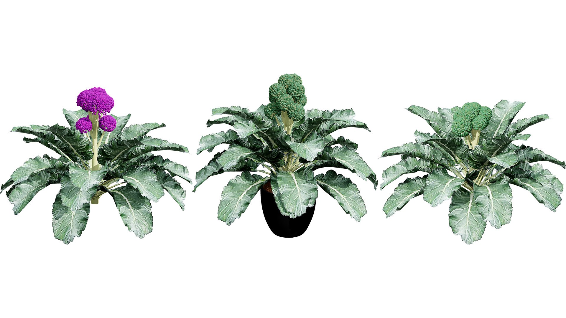 Realistic Broccoli Models 3D model https://p.turbosquid.com/ts-thumb/u3/cICULx/dV/00artcoveroutdoorbroccoliplant02/jpg/1738228155/1920x1080/fit_q87/53dbf1d7fcac31d2d49856fccd026e753138e23d/00artcoveroutdoorbroccoliplant02.jpg