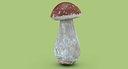 Boletus