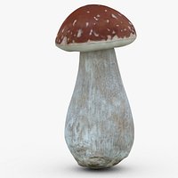 Boletus