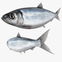 Atlantic Herring Whole Fish Silver