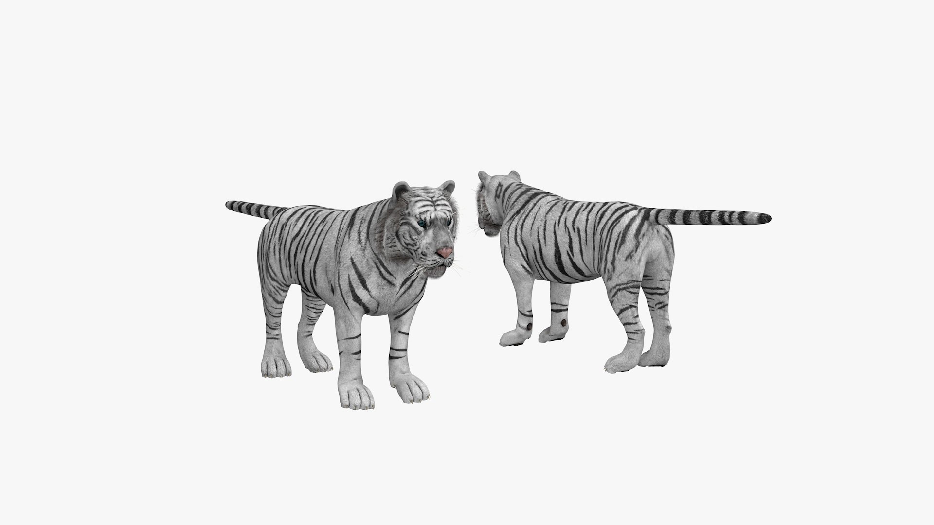 Tiger Whit 3D Model - TurboSquid 2370248