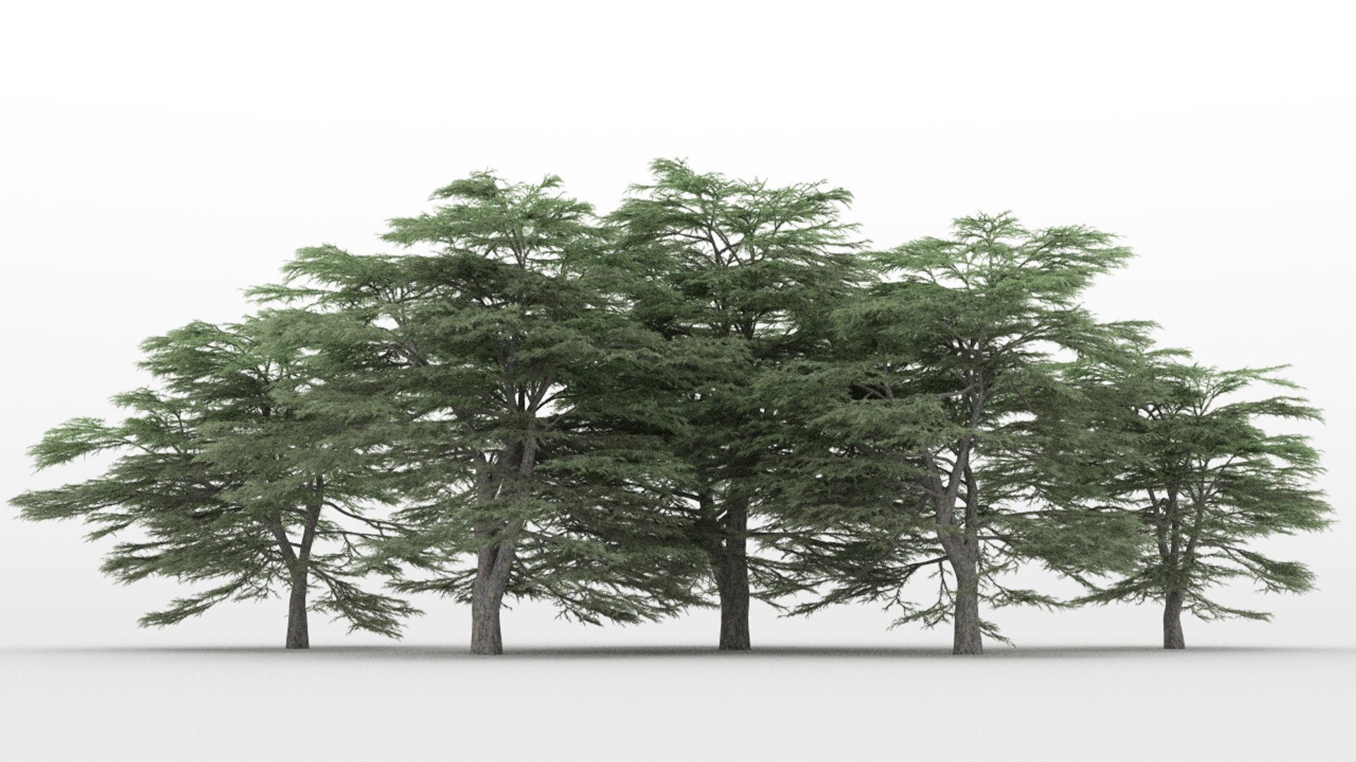 20 cedrus trees 3d max
