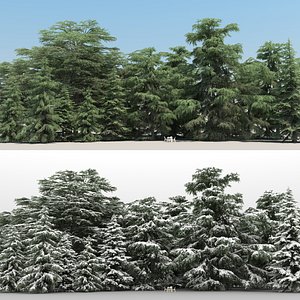 20 Cedrus Trees with snow