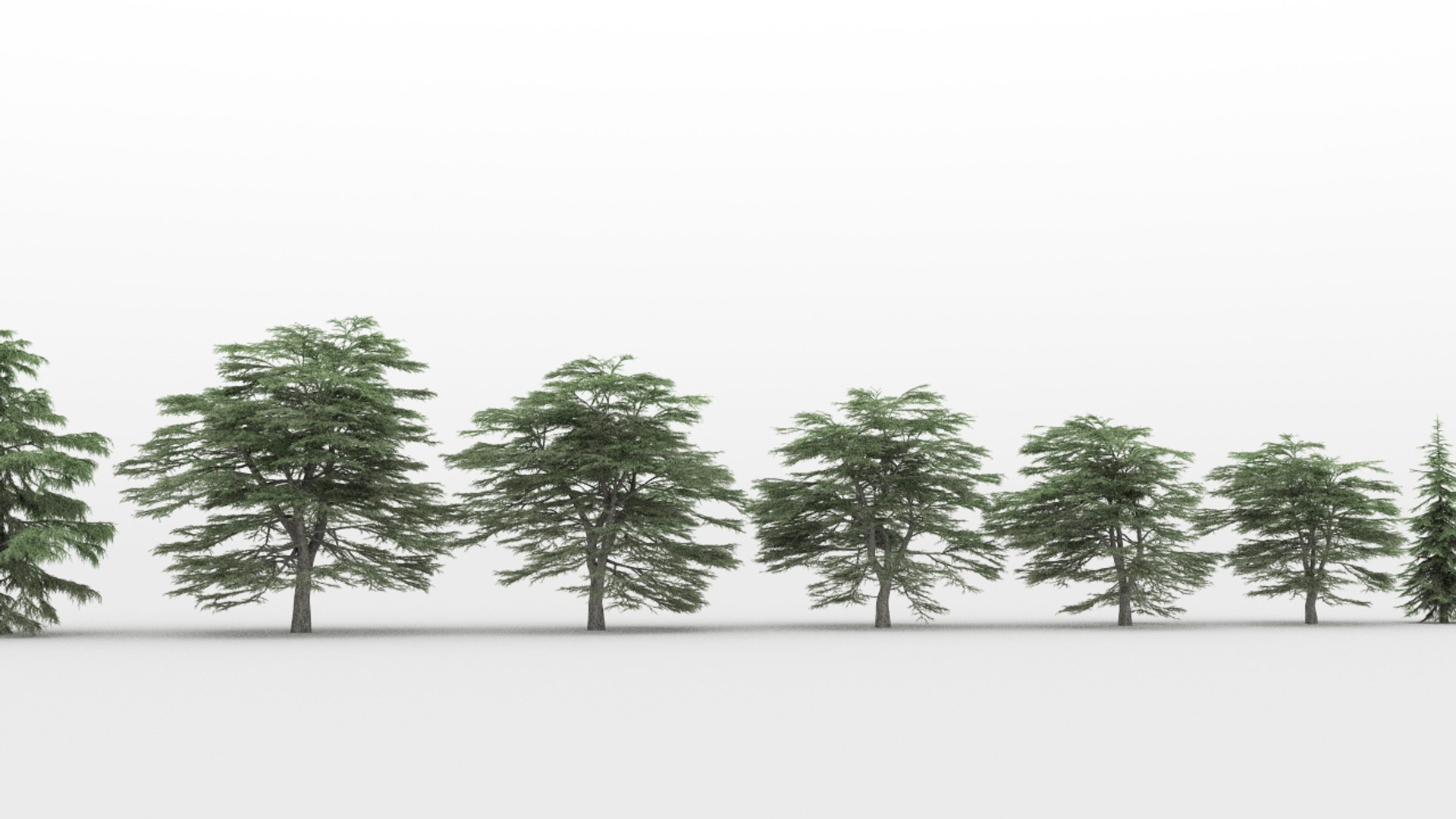 20 cedrus trees 3d max