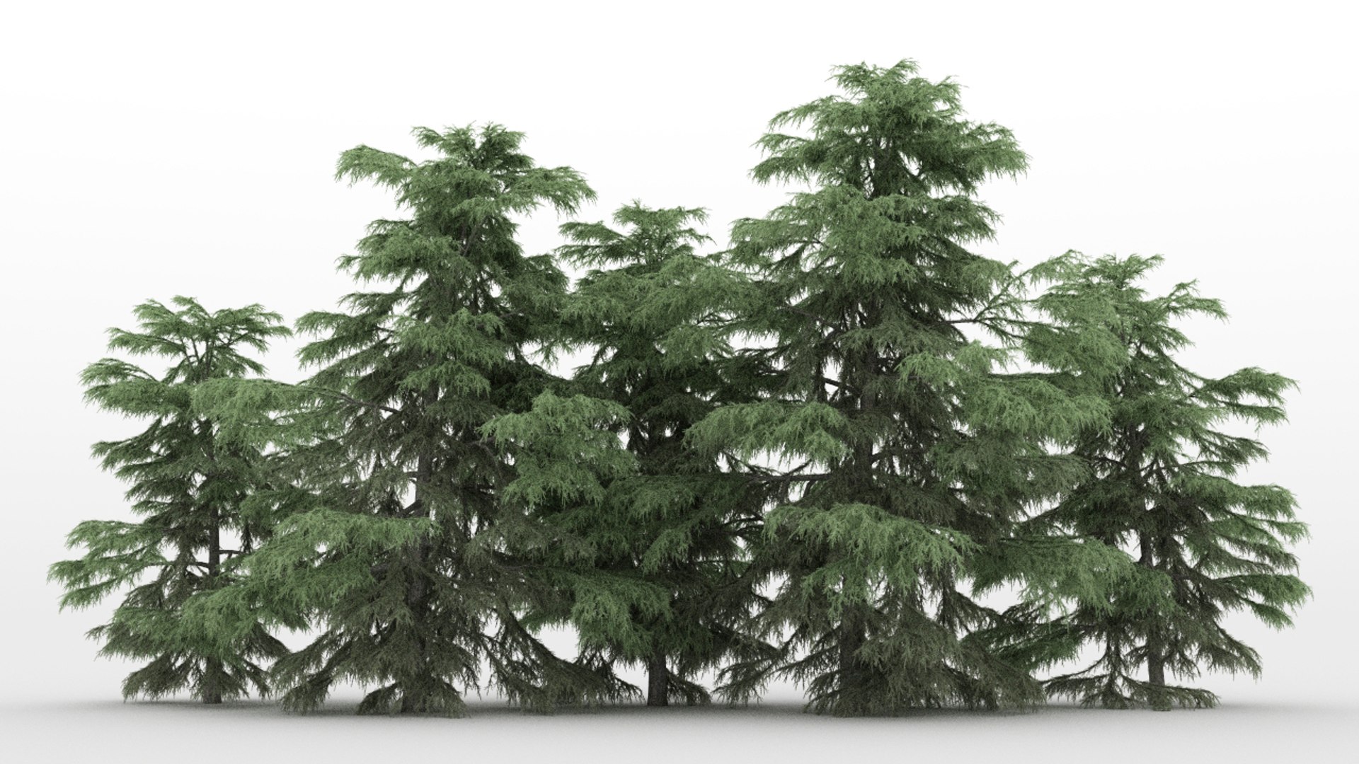 20 cedrus trees 3d max