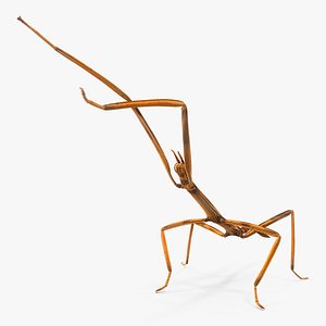 Stick Insect Brown Attack Pose